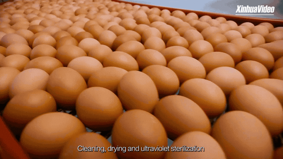 Explores HowChinaCan produce 566 billion eggs in 2018 with its egg