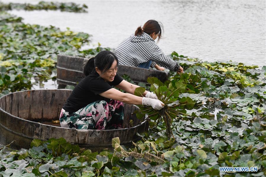 Water chestnuts harvested in Feijiadai Village, China's Zhejiang