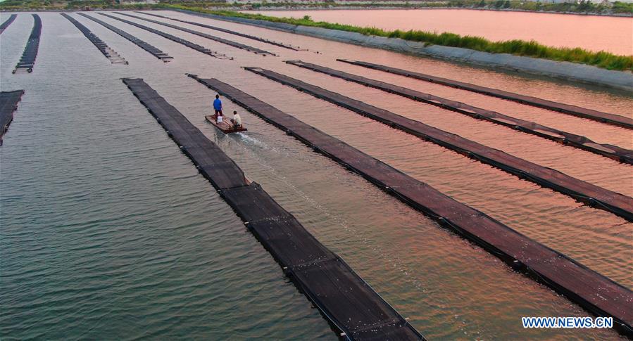 CHINA-LIAONING-GAIZHOU-FISHERWOMAN-TURBOT RAISING (CN)