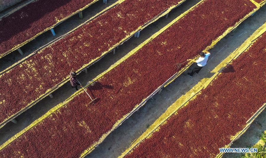 CHINA-HEBEI-ZAOQIANG-RED DATES-HARVEST(CN)