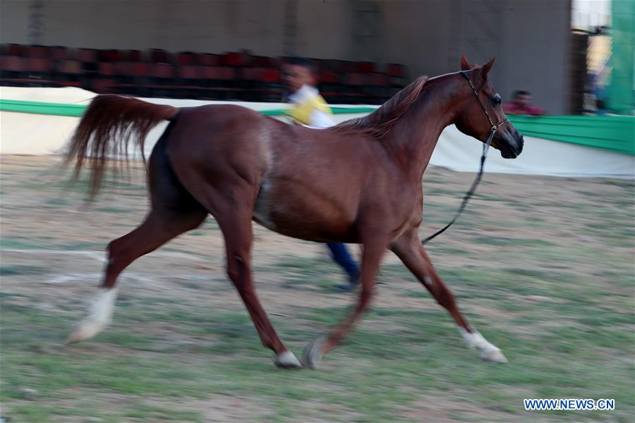 EGYPT-SHARKIA-ARABIAN HORSE FESTIVAL