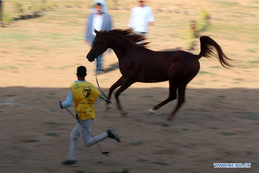 EGYPT-SHARKIA-ARABIAN HORSE FESTIVAL