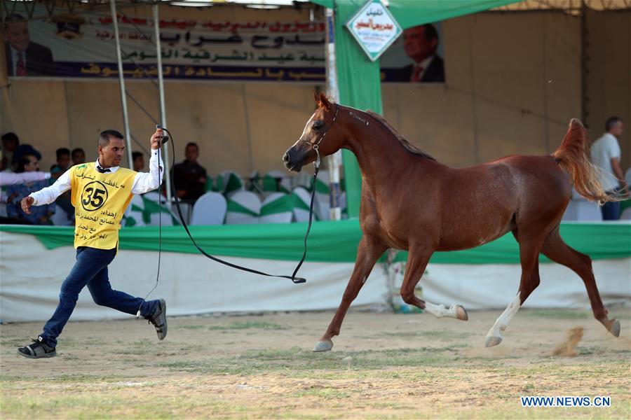 EGYPT-SHARKIA-ARABIAN HORSE FESTIVAL
