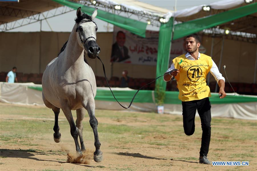 EGYPT-SHARKIA-ARABIAN HORSE FESTIVAL