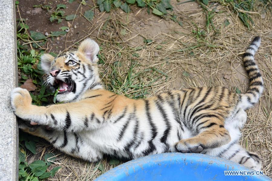 CHINA-SHANDONG-JINAN-BENGAL TIGER CUB (CN)