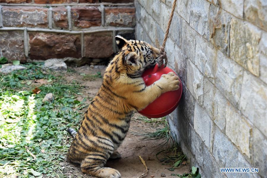 CHINA-SHANDONG-JINAN-BENGAL TIGER CUB (CN)