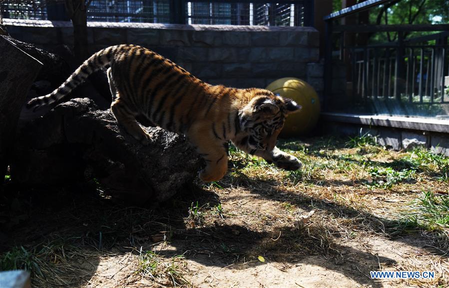 CHINA-SHANDONG-JINAN-BENGAL TIGER CUB (CN)