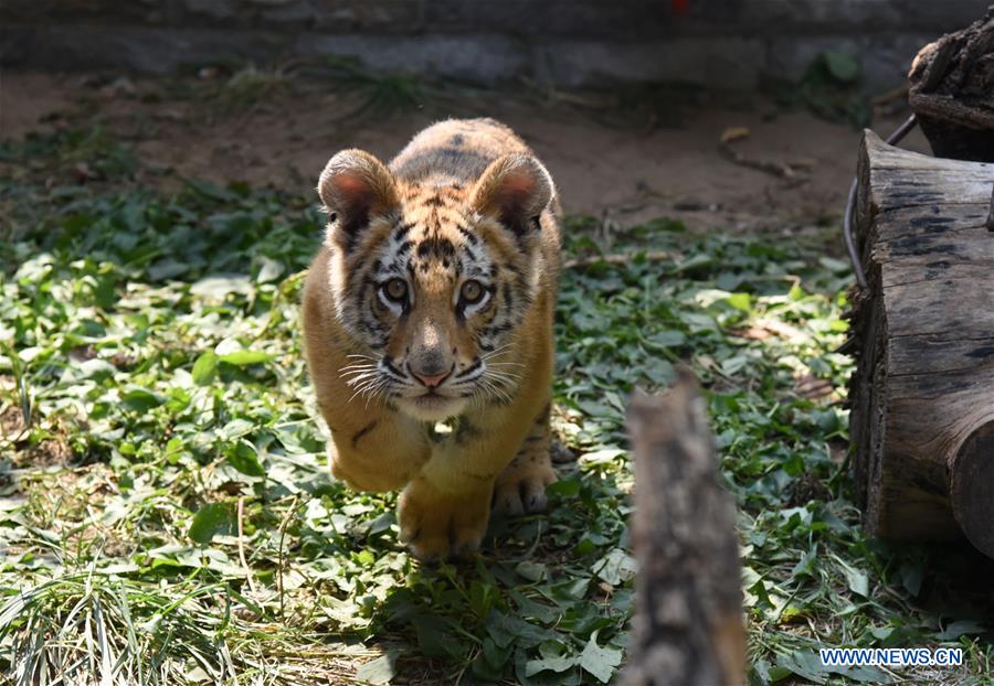 CHINA-SHANDONG-JINAN-BENGAL TIGER CUB (CN)