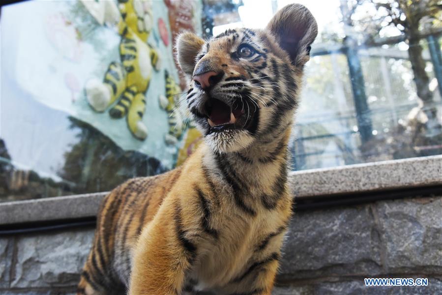 CHINA-SHANDONG-JINAN-BENGAL TIGER CUB (CN)