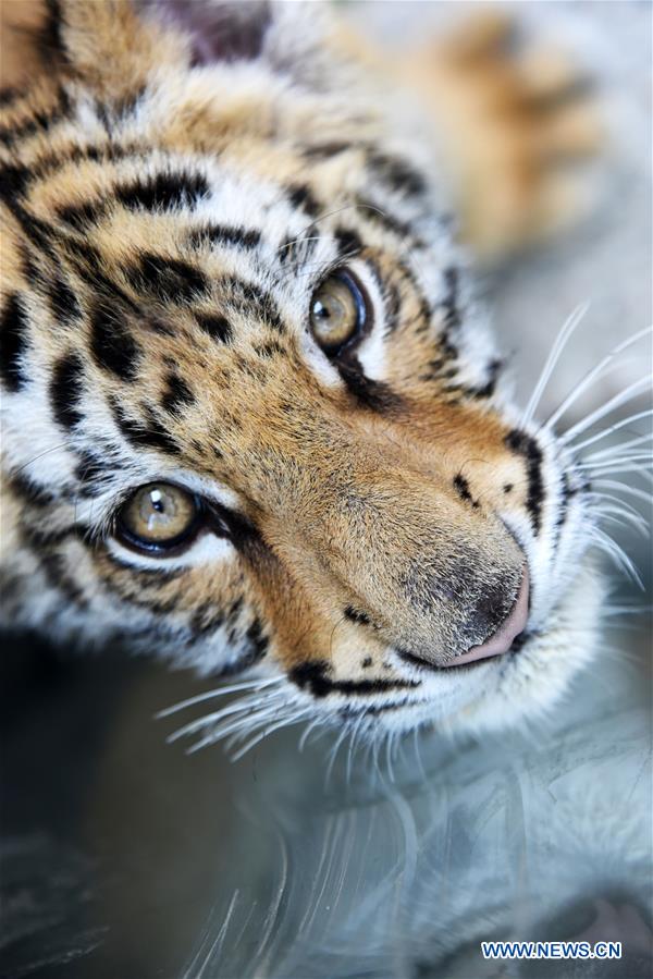 CHINA-SHANDONG-JINAN-BENGAL TIGER CUB (CN)