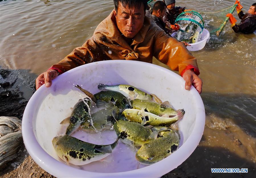 CHINA-HEBEI-TANGSHAN-PUFFER FISH-BREEDING (CN)