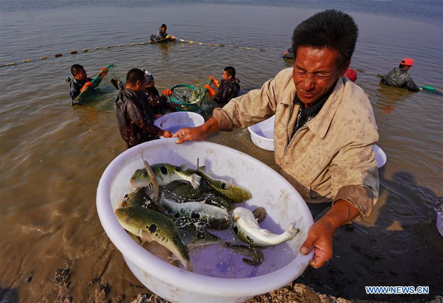 CHINA-HEBEI-TANGSHAN-PUFFER FISH-BREEDING (CN)