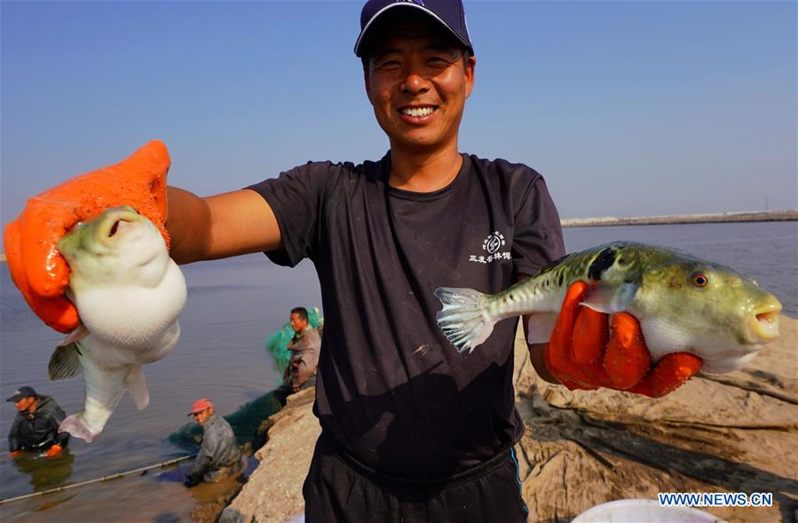 CHINA-HEBEI-TANGSHAN-PUFFER FISH-BREEDING (CN)