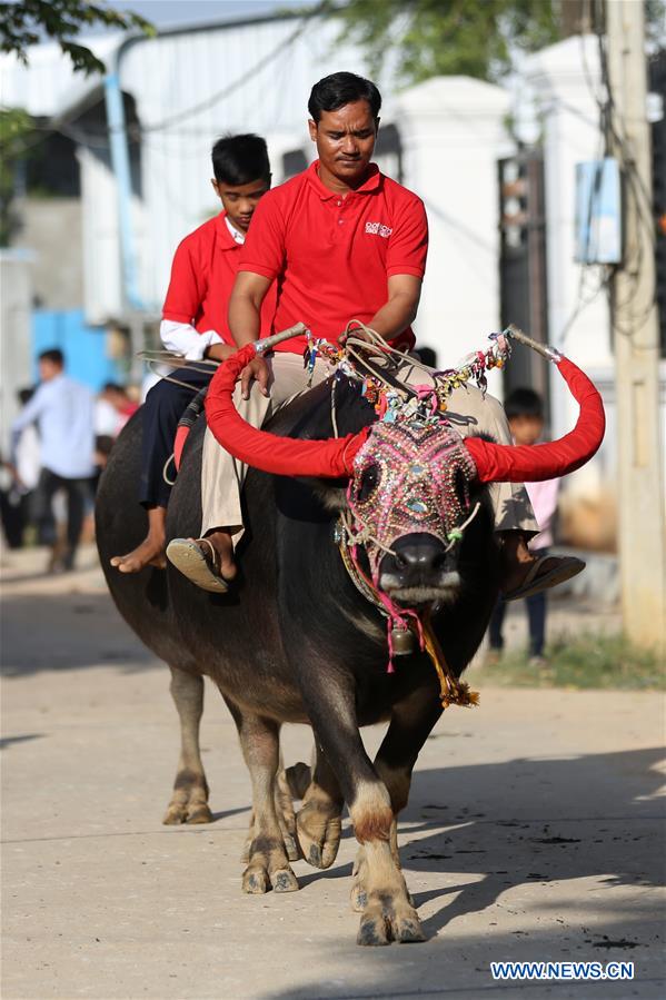 CAMBODIA-KANDAL-BUFFALO RACE