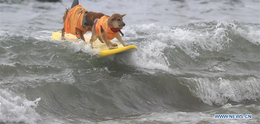 (SP)U.S.-CALIFORNIA-HUNTINGTON BEACH-SURF DOG