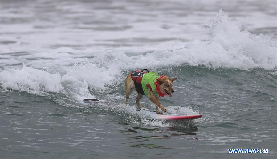 (SP)U.S.-CALIFORNIA-HUNTINGTON BEACH-SURF DOG