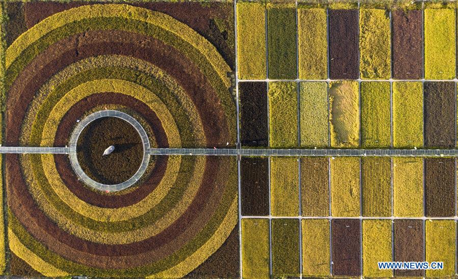 CHINA-HARVEST-AERIAL VIEW (CN)