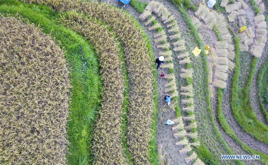 CHINA-HARVEST-AERIAL VIEW (CN)