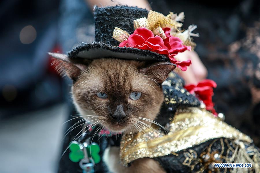 PHILIPPINES-QUEZON CITY-WORLD ANIMAL DAY-COSTUMED PETS