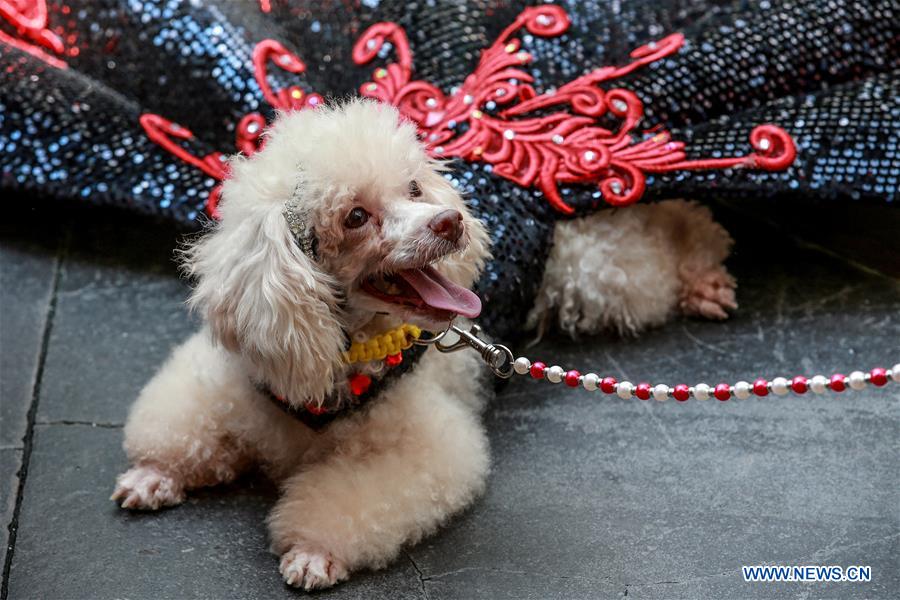 PHILIPPINES-QUEZON CITY-WORLD ANIMAL DAY-COSTUMED PETS