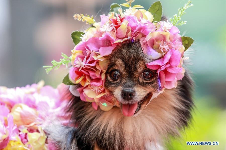 PHILIPPINES-QUEZON CITY-WORLD ANIMAL DAY-COSTUMED PETS