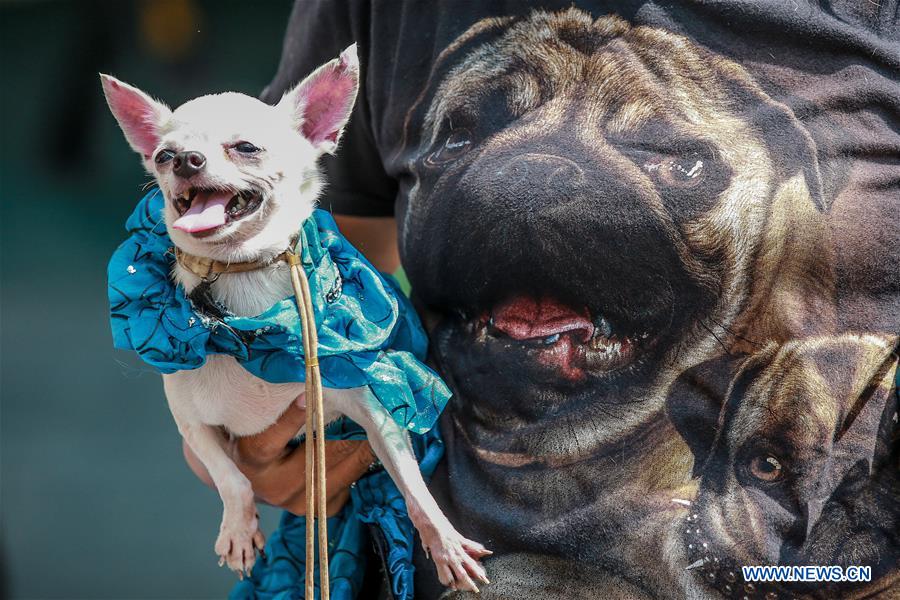 PHILIPPINES-QUEZON CITY-WORLD ANIMAL DAY-COSTUMED PETS