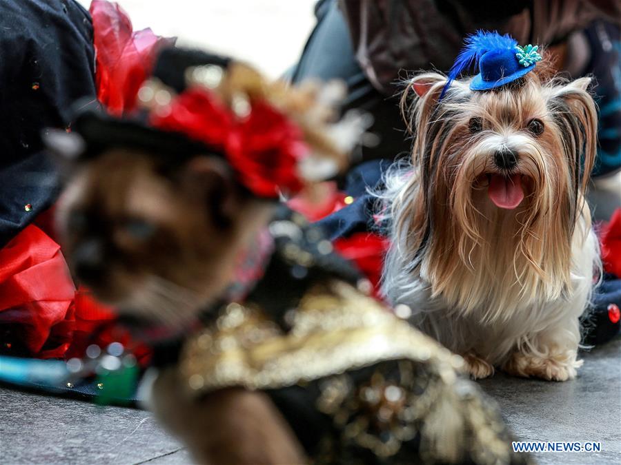 PHILIPPINES-QUEZON CITY-WORLD ANIMAL DAY-COSTUMED PETS