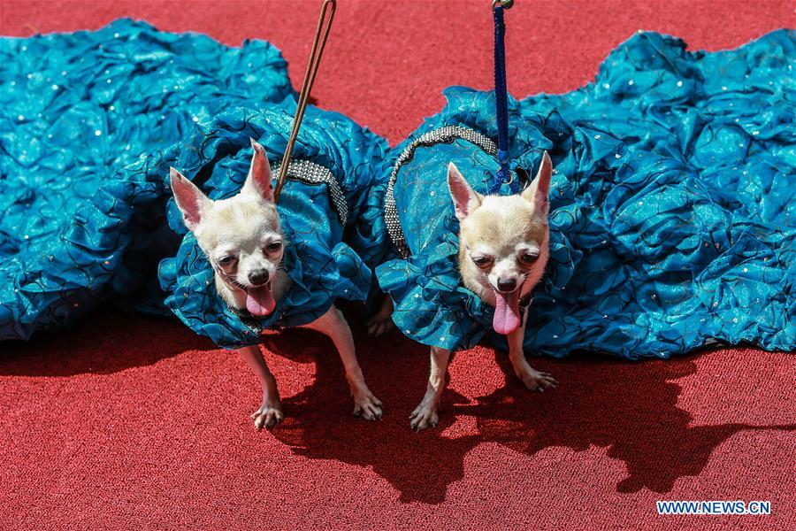 PHILIPPINES-QUEZON CITY-WORLD ANIMAL DAY-COSTUMED PETS