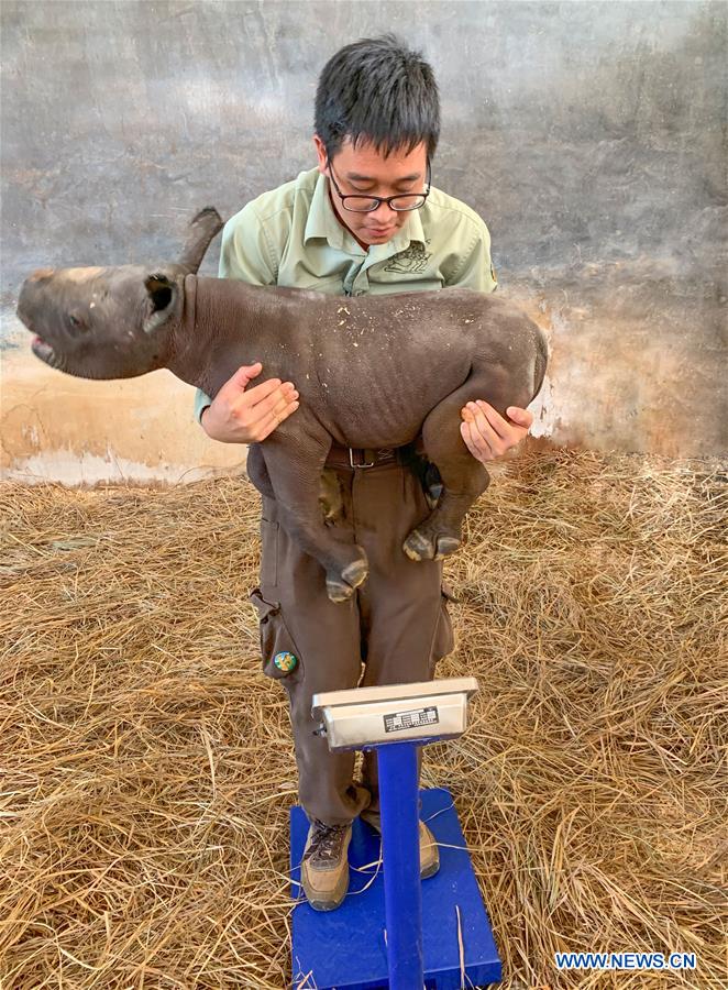 CHINA-GUANGZHOU-CHIMELONG-NEWBORN BLACK RHINO (CN)
