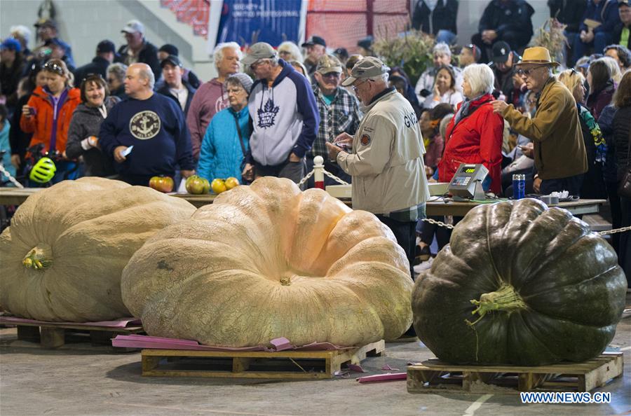 CANADA-ONTARIO-BRUCE COUNTY-GIANT PUMPKIN COMPETITION