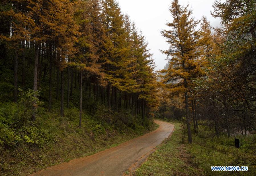 CHINA-NINGXIA-JINGYUAN-AUTUMN SCENERY (CN)