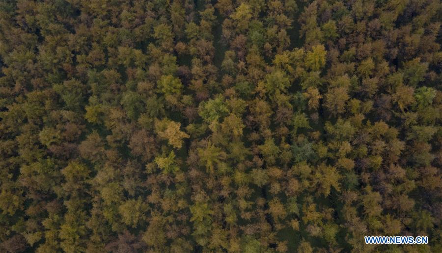 CHINA-NINGXIA-JINGYUAN-AUTUMN SCENERY (CN)