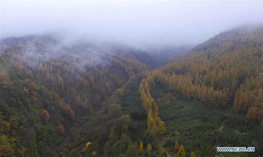 CHINA-NINGXIA-JINGYUAN-AUTUMN SCENERY (CN)