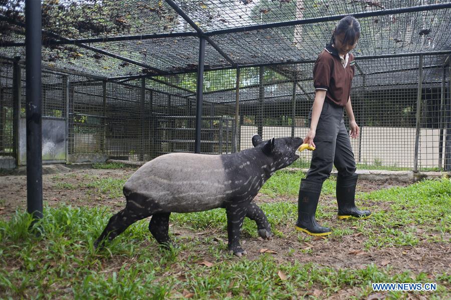SINGAPORE-ANIMALS-MALAYAN TAPIR