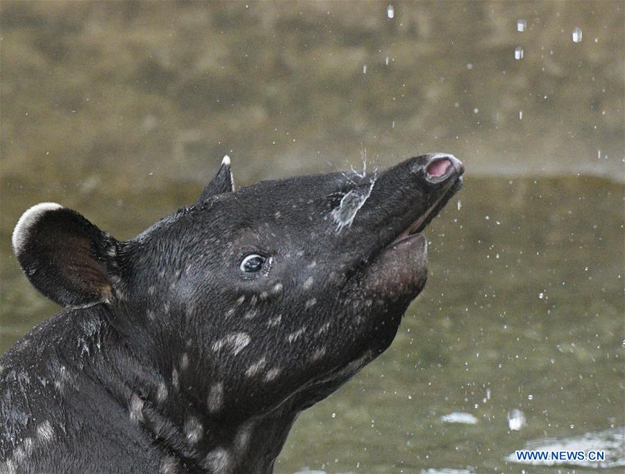 SINGAPORE-ANIMALS-MALAYAN TAPIR