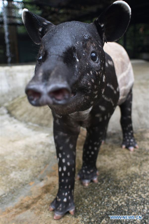 SINGAPORE-ANIMALS-MALAYAN TAPIR