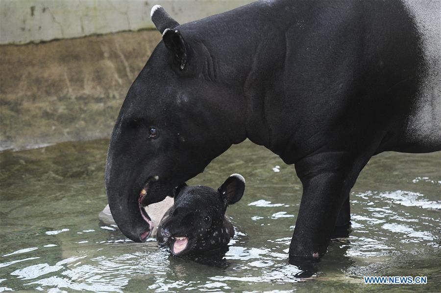 SINGAPORE-ANIMALS-MALAYAN TAPIR