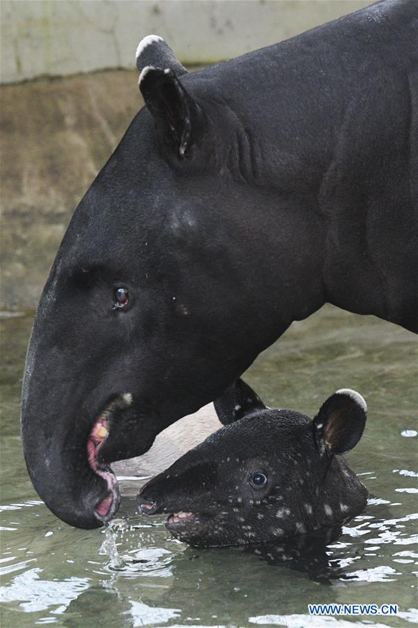 SINGAPORE-ANIMALS-MALAYAN TAPIR