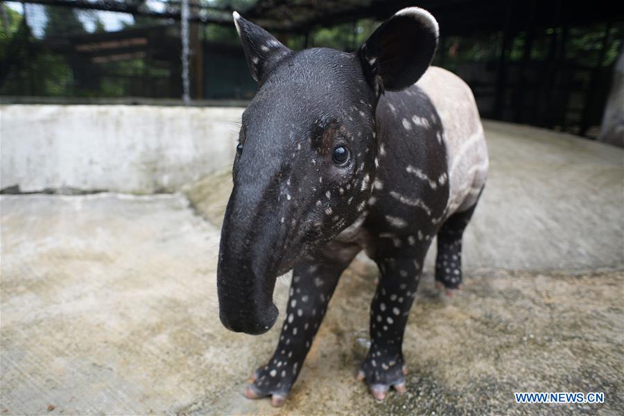 SINGAPORE-ANIMALS-MALAYAN TAPIR