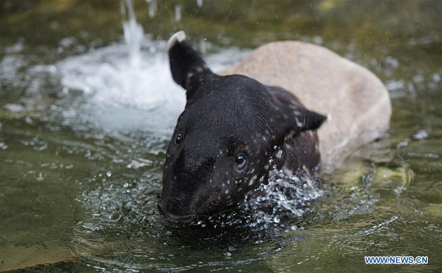 SINGAPORE-ANIMALS-MALAYAN TAPIR