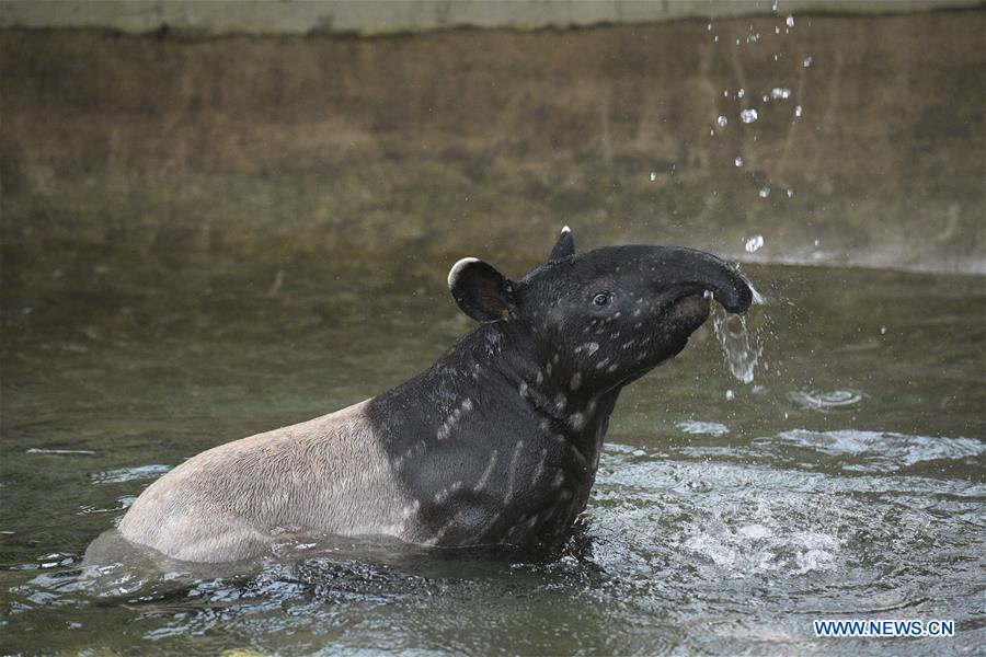 SINGAPORE-ANIMALS-MALAYAN TAPIR