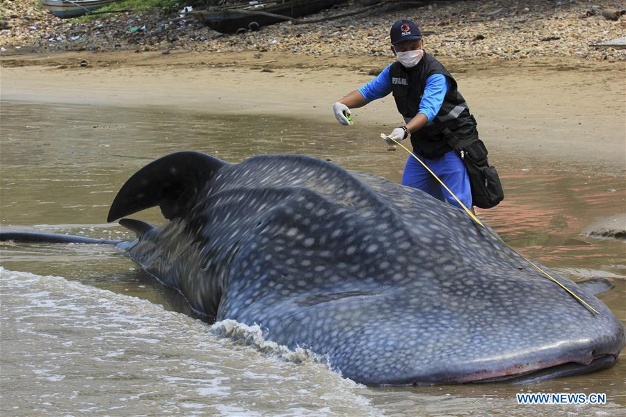 INDONESIA-WEST SUMATRA-STRANDED WHALE SHARK-DEATH