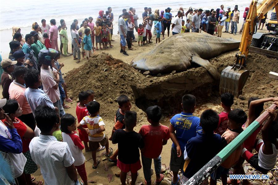 INDONESIA-WEST SUMATRA-STRANDED WHALE SHARK-DEATH
