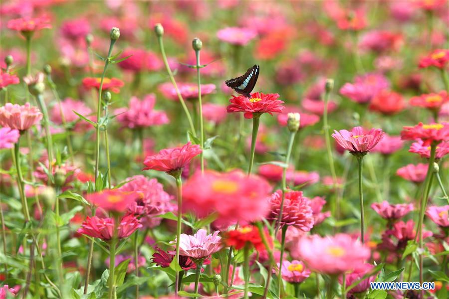 CHINA-ANHUI-PARK-SCENERY(CN)