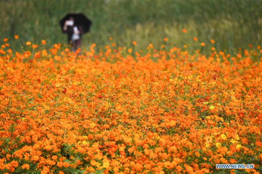 CHINA-ANHUI-PARK-SCENERY(CN)