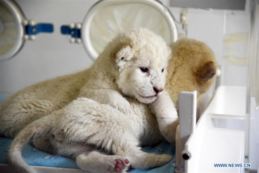 CHINA-SHANDONG-JINAN-WHITE LION CUBS-BIRTH (CN)