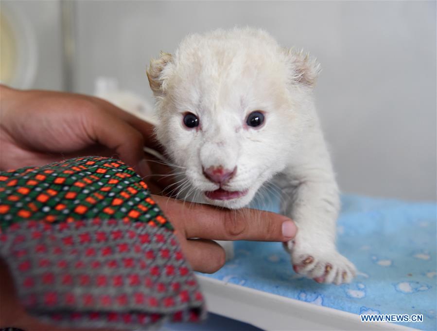 CHINA-SHANDONG-JINAN-WHITE LION CUBS-BIRTH (CN)
