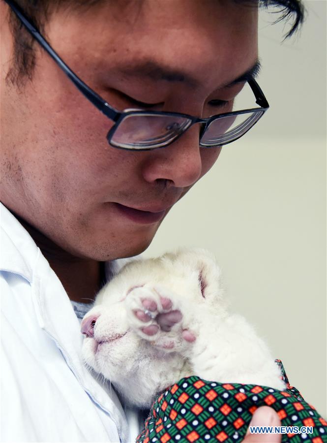 CHINA-SHANDONG-JINAN-WHITE LION CUBS-BIRTH (CN)