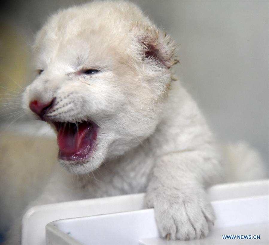 CHINA-SHANDONG-JINAN-WHITE LION CUBS-BIRTH (CN)