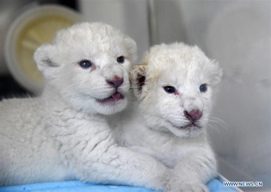 CHINA-SHANDONG-JINAN-WHITE LION CUBS-BIRTH (CN)
